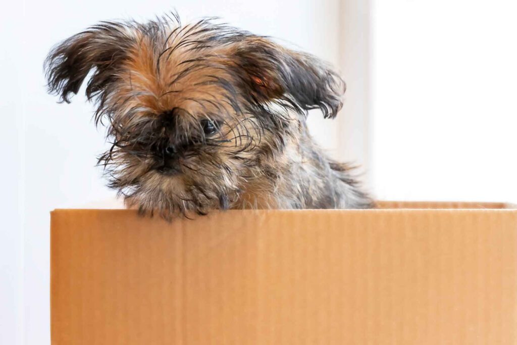 Professional Pet Relocation Services in Pretoria. A dog peaking out of a moving box