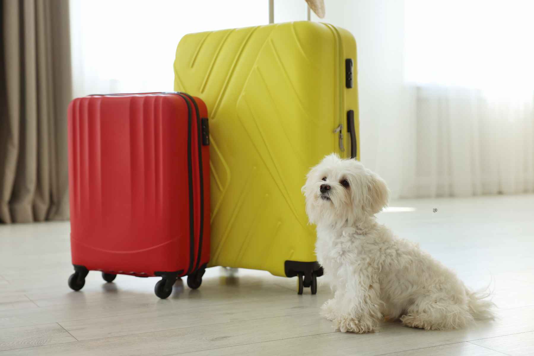 pet travel services South Africa safe pet relocation transport