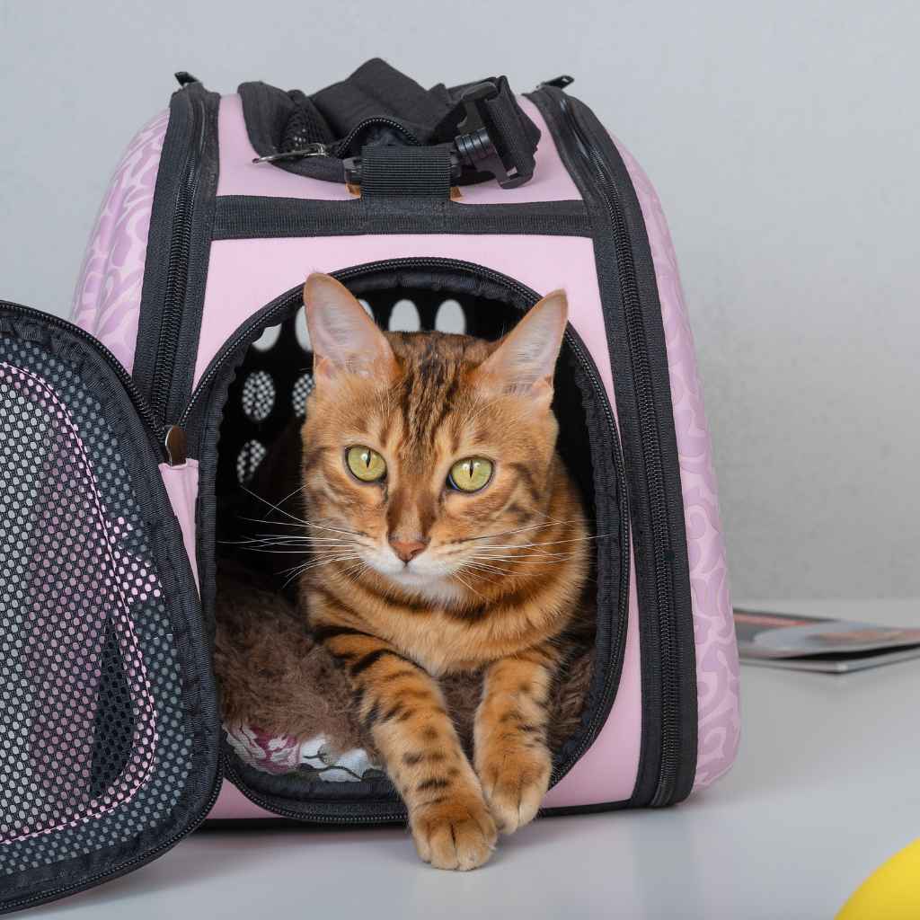 pet travel services South Africa safe pet relocation transport